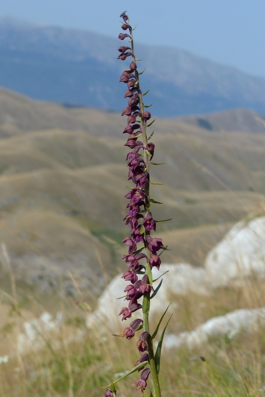 Le belle Epipactis sulle praterie di Campo Imperatore (AQ)  luglio 2025.